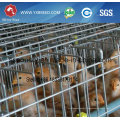 Fully Automatic Battery Chicken Broiler Cage